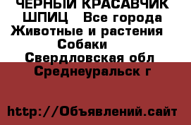 ЧЕРНЫЙ КРАСАВЧИК ШПИЦ - Все города Животные и растения » Собаки   . Свердловская обл.,Среднеуральск г.